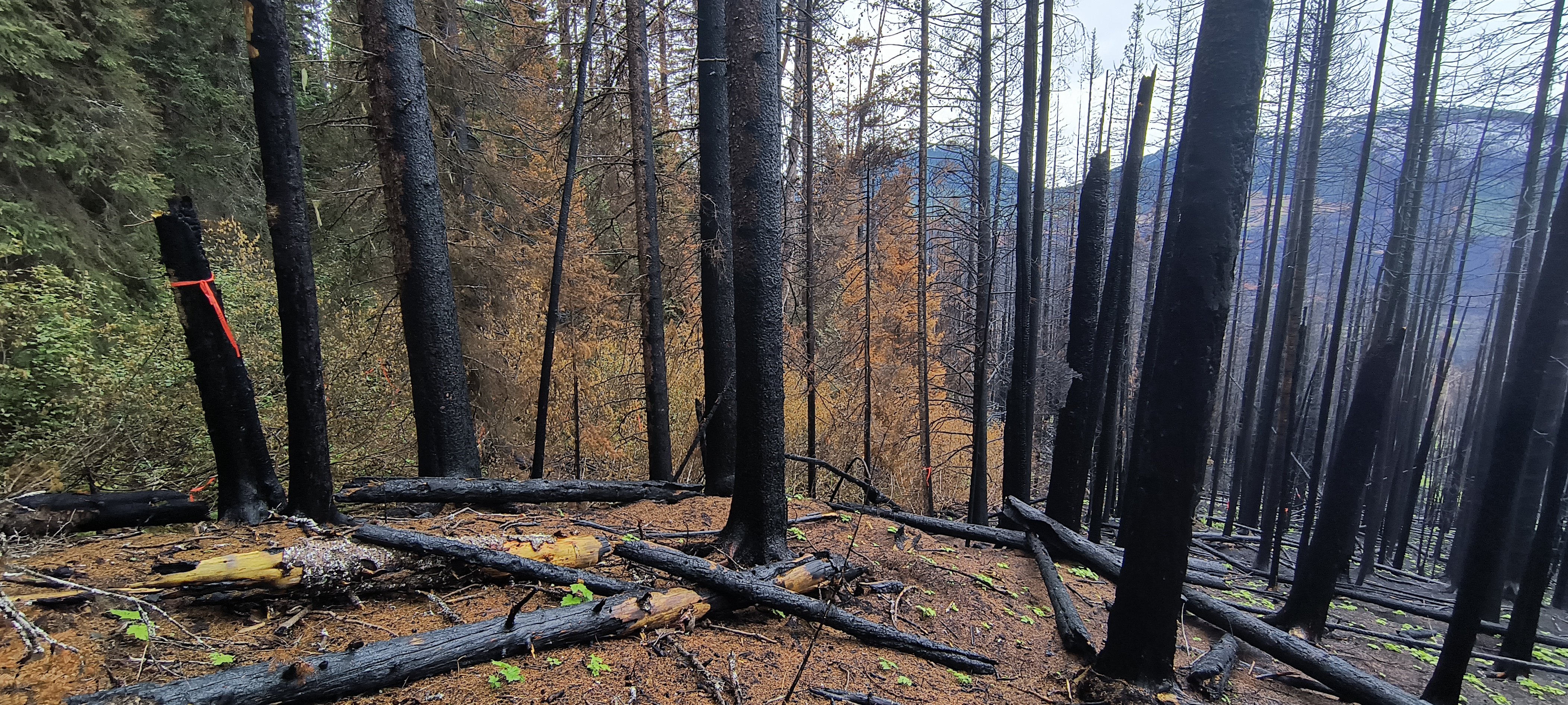 Riparia used in remote forest terrain with rough access and limited connectivity.